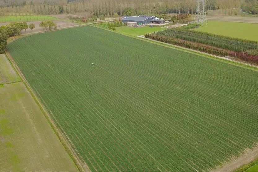 Berryplants case study
